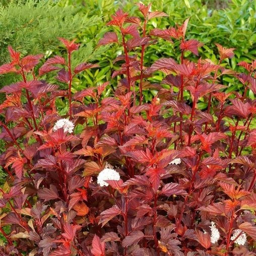 Основное изображение товара