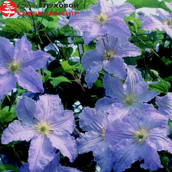 Основное изображение товара