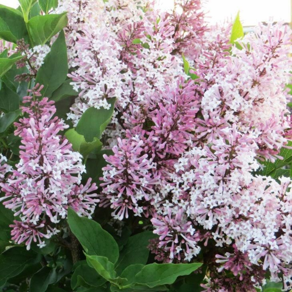 Основное изображение товара