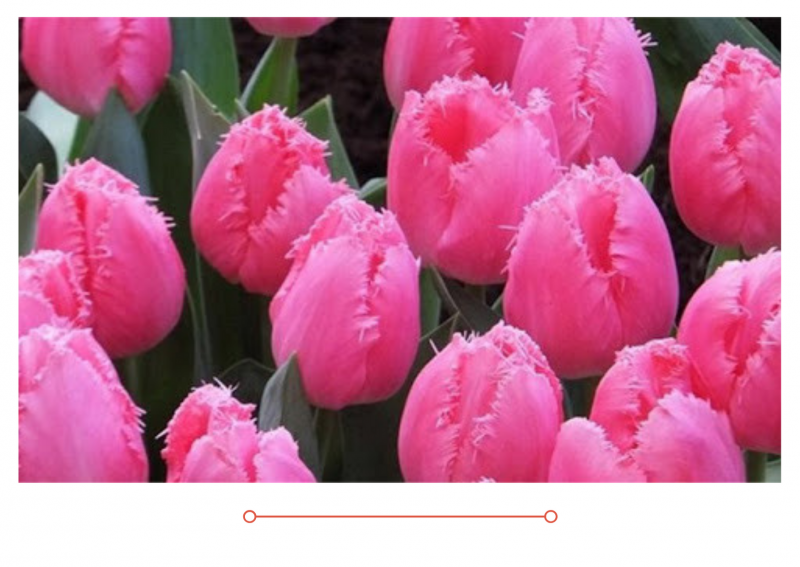 Принимаем заказы на тюльпаны