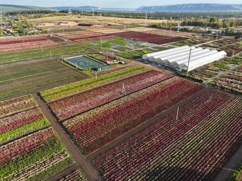 СТАРТ ПРОДАЖ ОКС на WILDBERRIES!