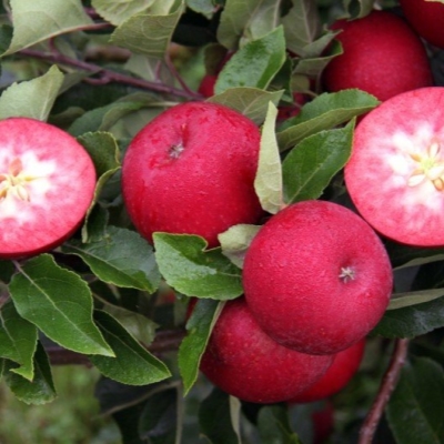 Основное изображение товара
