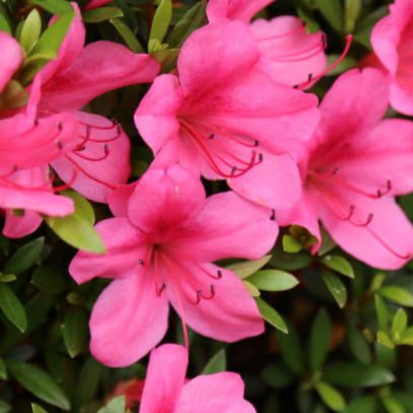 Основное изображение товара