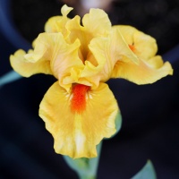 Ирис — утонченный цветок для вашего участка