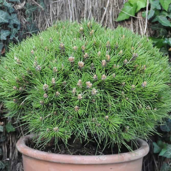 Основное изображение товара