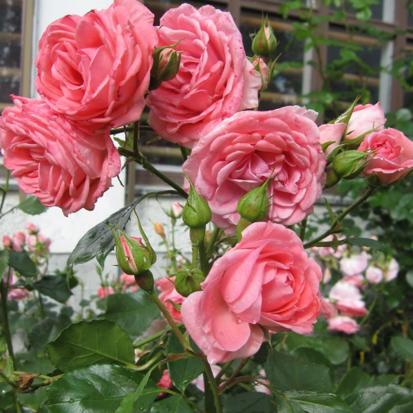 Роза Ругоза Pink Robusta