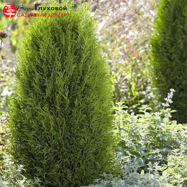 Основное изображение товара