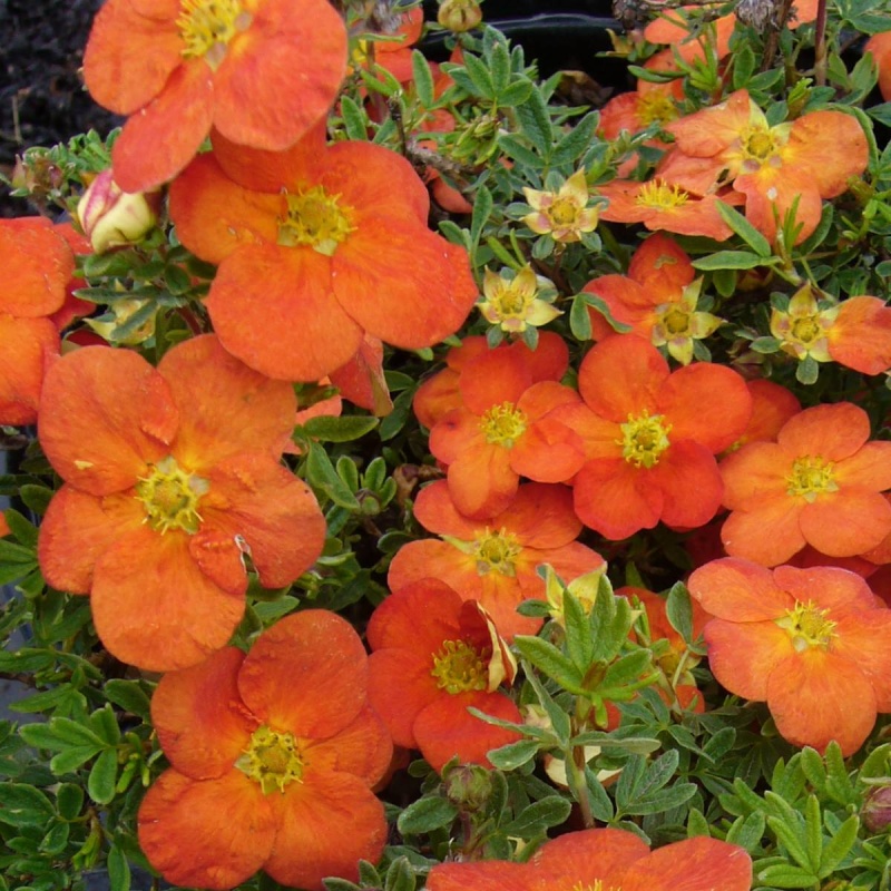 Лапчатка кустарниковая 