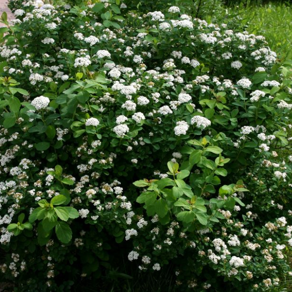 Основное изображение товара