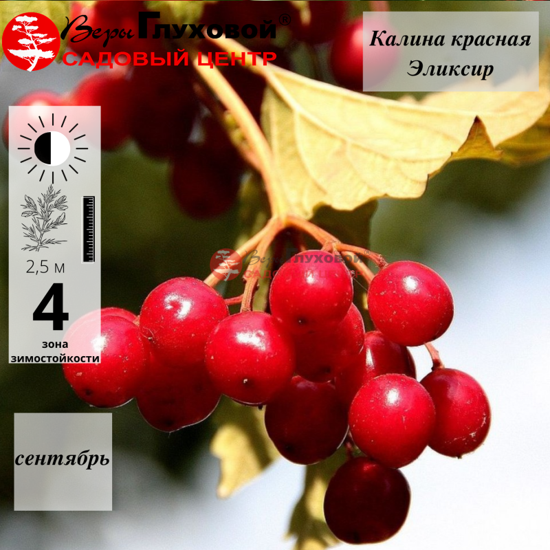 Калина красная Эликсир