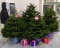 Пихты Нордмана