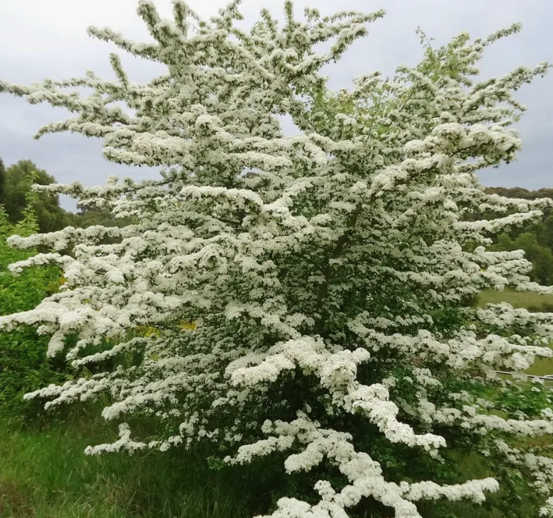 Основное изображение товара