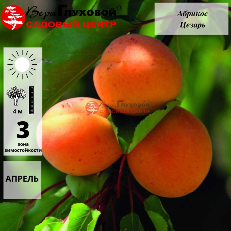 Абрикос Цезарь (средний сорт)