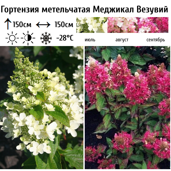 Основное изображение товара