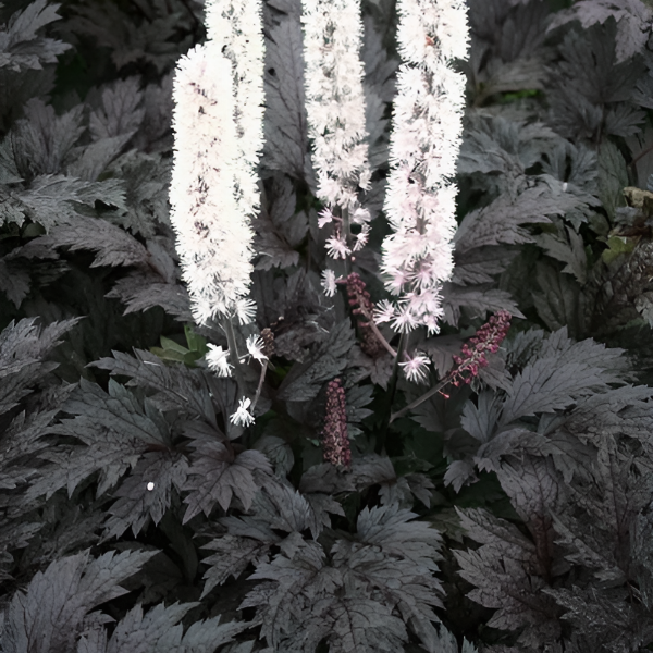 Основное изображение товара