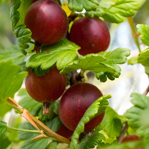 Основное изображение товара