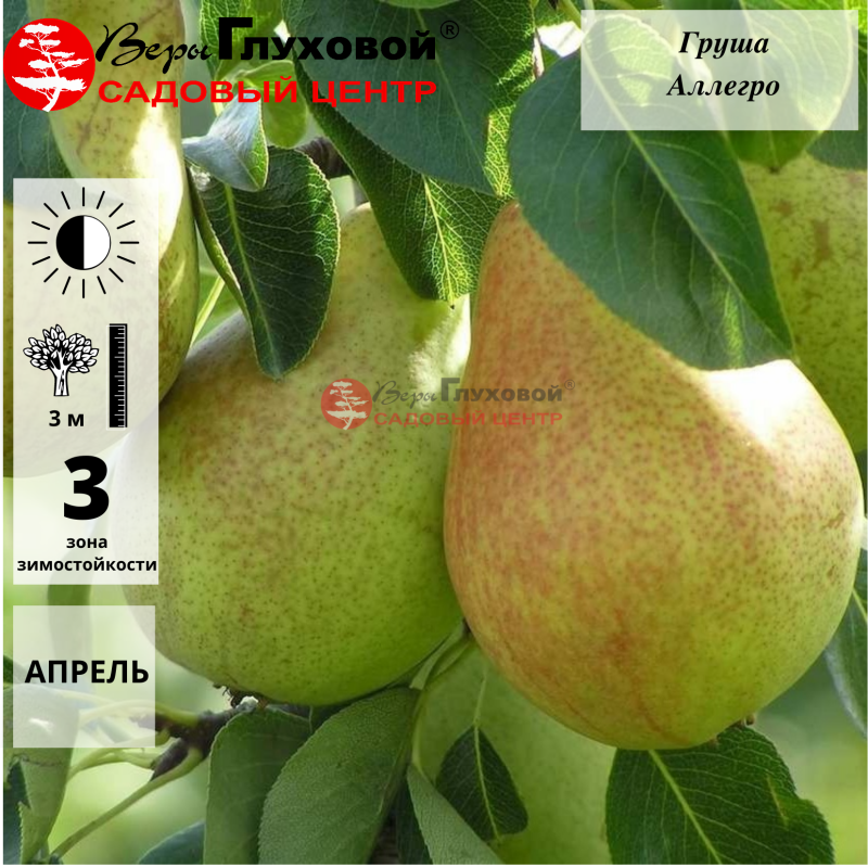 Груша Аллегро