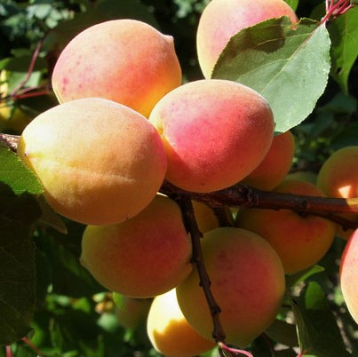 Основное изображение товара