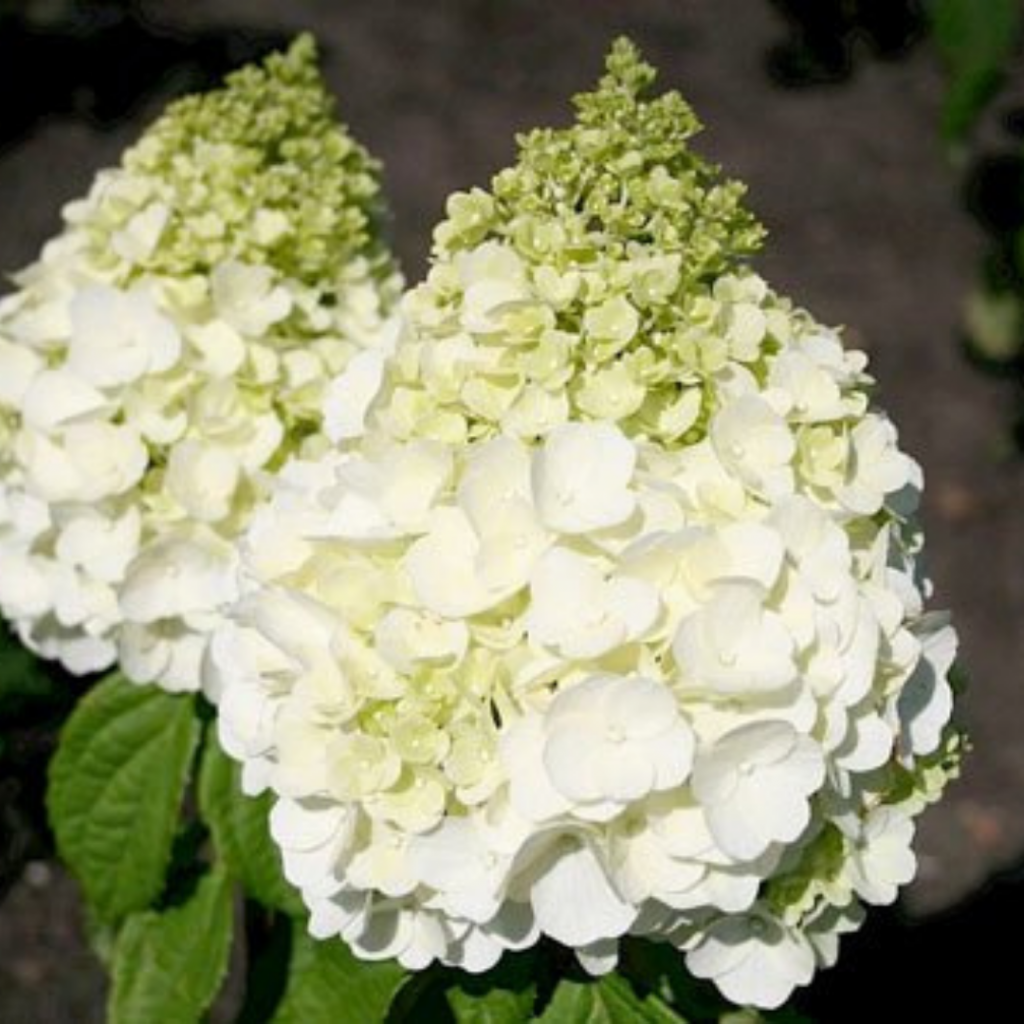 Междикал мотерхон.png Междикал мотерхон.png