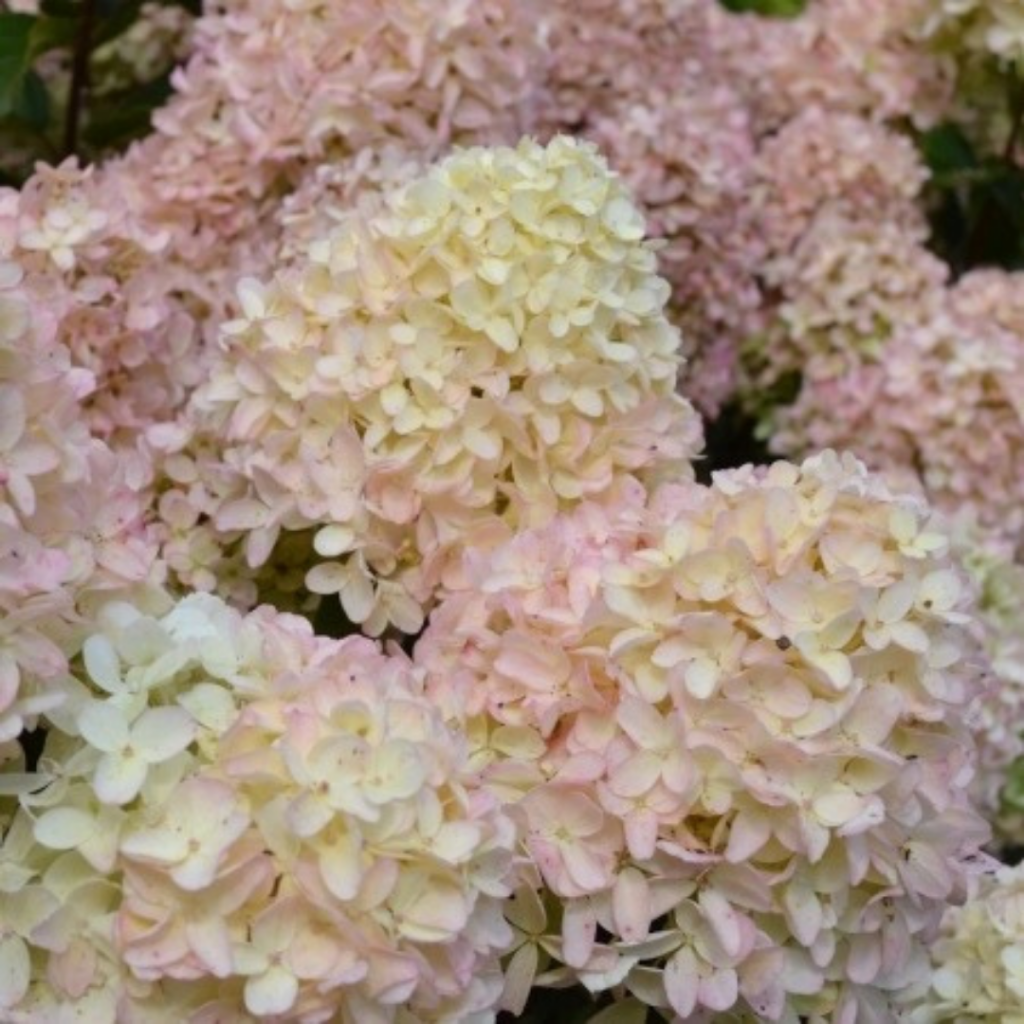 Вайт лайт .png Вайт лайт .png