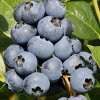 Голубика "Сиерра" на фото