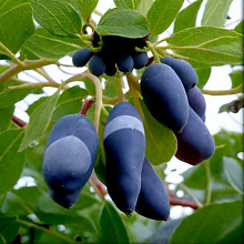 Основное изображение товара