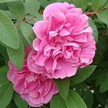 Основное изображение товара