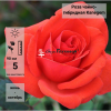 Роза чайно-гибридная 'Kanegem' ОКС НвС/26