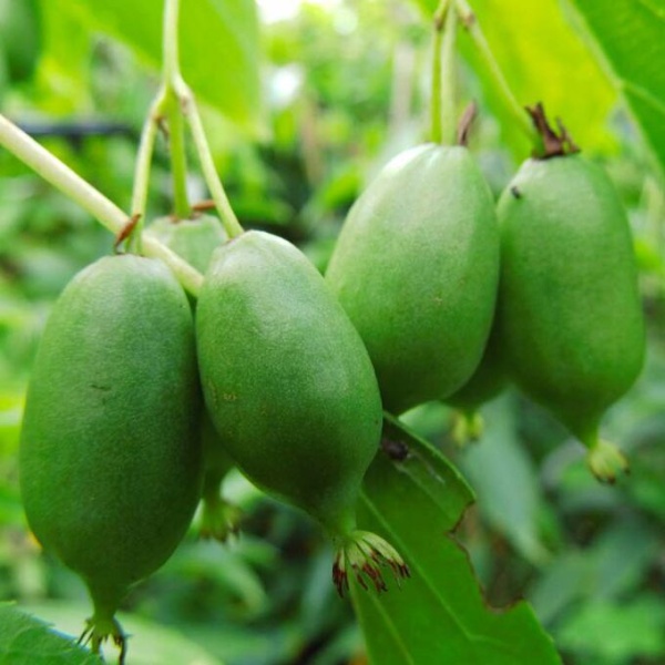 Основное изображение товара