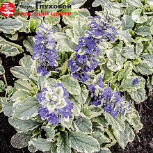 Основное изображение товара