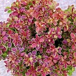 Барбарис Тунберга 