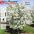 Яблоня 