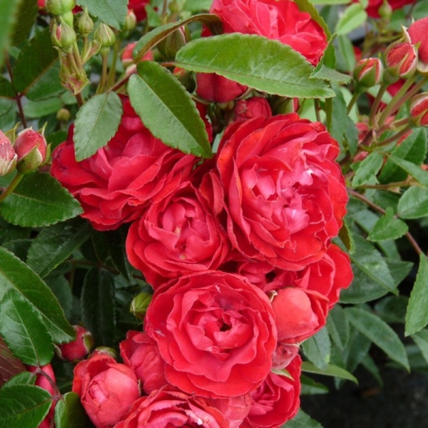 Основное изображение товара