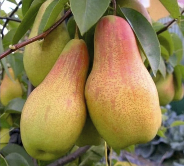 Основное изображение товара