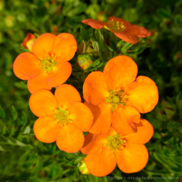 Основное изображение товара