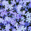 Флокс шиловидный (Phlox subulata) Эмералд Кушон Блю С2 СП/26