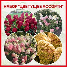 Основное изображение товара