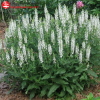 Шалфей дубравный (Salvia nemerosa) Шнеехугель С2 ГлХ/26
