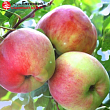Яблоня 