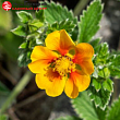 Лапчатка травянистая