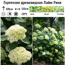 Основное изображение товара