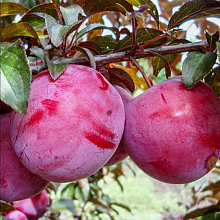 Основное изображение товара