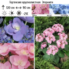 Гортензия крупнолистная (Hydrangea macrophyllа) Этернити С2 НАп/24