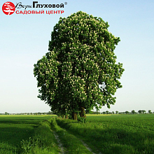 Основное изображение товара