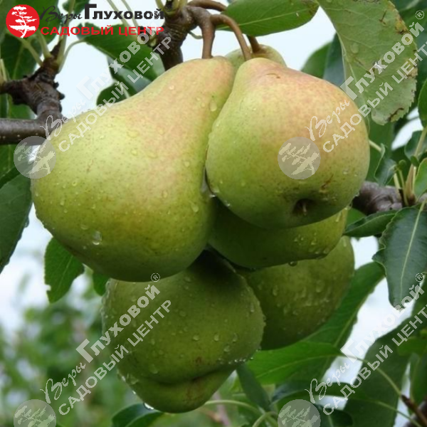 Груша "Осенняя Яковлева" на фото