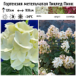Гортензия метельчатая 