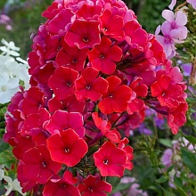 Основное изображение товара