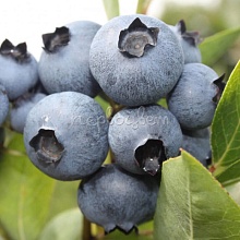 Основное изображение товара