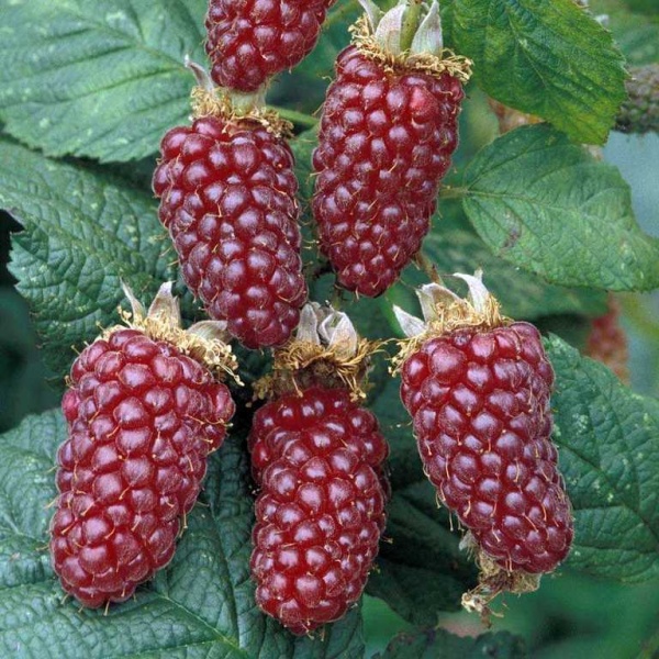 Основное изображение товара