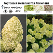 Гортензия метельчатая 